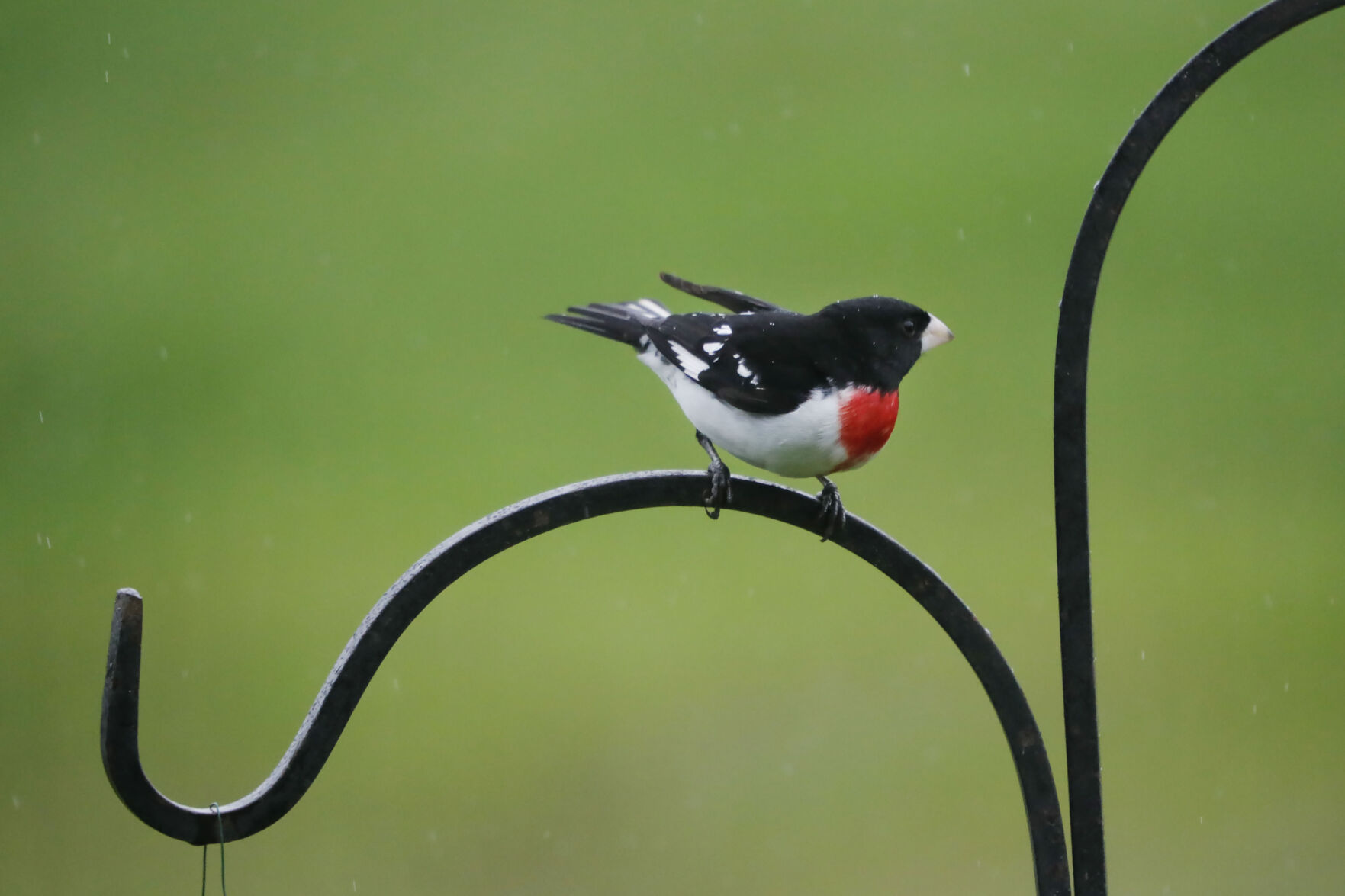 COLORBIRDS